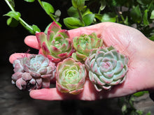 Load image into Gallery viewer, 【Black Friday Special Bundle #2】|黑五超值套餐#2