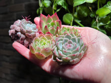 Load image into Gallery viewer, 【Black Friday Special Bundle #2】|黑五超值套餐#2