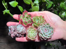 Load image into Gallery viewer, 【Black Friday Special Bundle #2】|黑五超值套餐#2