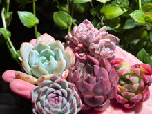 Load image into Gallery viewer, 【Black Friday Special Bundle #3】|黑五超值套餐#3