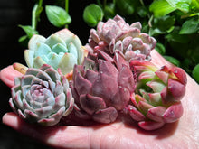 Load image into Gallery viewer, 【Black Friday Special Bundle #3】|黑五超值套餐#3