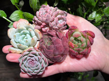 Load image into Gallery viewer, 【Black Friday Special Bundle #3】|黑五超值套餐#3