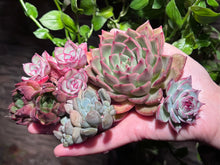 Load image into Gallery viewer, 【Black Friday Special Bundle #4】|黑五超值套餐#4