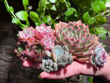 Load image into Gallery viewer, 【Black Friday Special Bundle #4】|黑五超值套餐#4