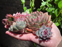 Load image into Gallery viewer, 【Black Friday Special Bundle #4】|黑五超值套餐#4