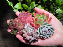 Load image into Gallery viewer, 【Black Friday Special Bundle #5】|黑五超值套餐#5