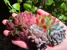 Load image into Gallery viewer, 【Black Friday Special Bundle #5】|黑五超值套餐#5