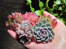 Load image into Gallery viewer, 【Black Friday Special Bundle #5】|黑五超值套餐#5