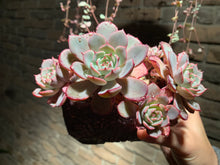 Load image into Gallery viewer, Set A (rooted with pot) | 组合A (已服盆)