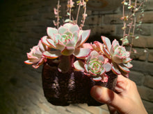 Load image into Gallery viewer, Set A (rooted with pot) | 组合A (已服盆)