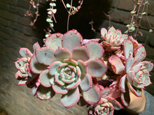 Load image into Gallery viewer, Set A (rooted with pot) | 组合A (已服盆)