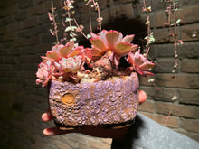 Load image into Gallery viewer, Set A (rooted with pot) | 组合A (已服盆)