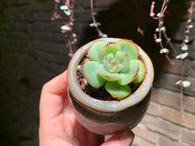 Load image into Gallery viewer, Set A (rooted with pot) | 组合A (已服盆)