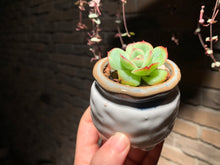 Load image into Gallery viewer, Set A (rooted with pot) | 组合A (已服盆)