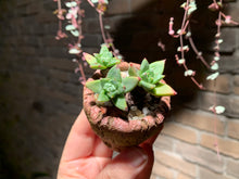 Load image into Gallery viewer, Set A (rooted with pot) | 组合A (已服盆)