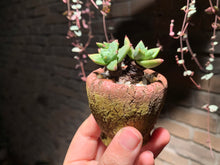 Load image into Gallery viewer, Set A (rooted with pot) | 组合A (已服盆)