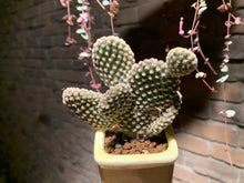 Load image into Gallery viewer, Set A (rooted with pot) | 组合A (已服盆)