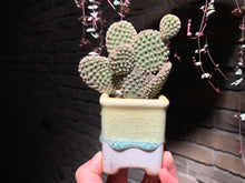 Load image into Gallery viewer, Set A (rooted with pot) | 组合A (已服盆)