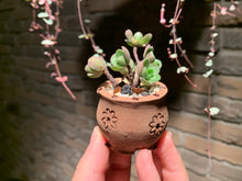 Load image into Gallery viewer, Set A (rooted with pot) | 组合A (已服盆)