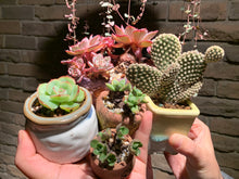 Load image into Gallery viewer, Set A (rooted with pot) | 组合A (已服盆)