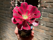 Load image into Gallery viewer, 【PICKUP ONLY】 Set B (rooted with pot) | 组合B (已服盆)