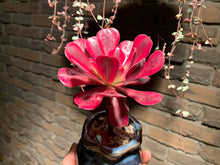 Load image into Gallery viewer, 【PICKUP ONLY】 Set B (rooted with pot) | 组合B (已服盆)