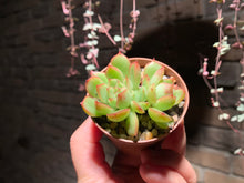 Load image into Gallery viewer, 【PICKUP ONLY】 Set B (rooted with pot) | 组合B (已服盆)