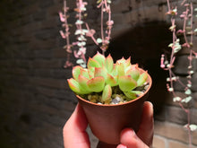 Load image into Gallery viewer, 【PICKUP ONLY】 Set B (rooted with pot) | 组合B (已服盆)