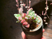 Load image into Gallery viewer, 【PICKUP ONLY】 Set B (rooted with pot) | 组合B (已服盆)