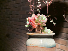 Load image into Gallery viewer, 【PICKUP ONLY】 Set B (rooted with pot) | 组合B (已服盆)