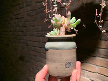 Load image into Gallery viewer, 【PICKUP ONLY】 Set B (rooted with pot) | 组合B (已服盆)