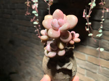 Load image into Gallery viewer, 【PICKUP ONLY】 Set B (rooted with pot) | 组合B (已服盆)