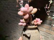 Load image into Gallery viewer, 【PICKUP ONLY】 Set B (rooted with pot) | 组合B (已服盆)