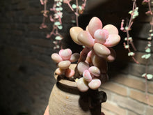 Load image into Gallery viewer, 【PICKUP ONLY】 Set B (rooted with pot) | 组合B (已服盆)