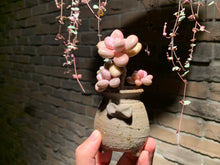 Load image into Gallery viewer, 【PICKUP ONLY】 Set B (rooted with pot) | 组合B (已服盆)