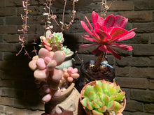 Load image into Gallery viewer, 【PICKUP ONLY】 Set B (rooted with pot) | 组合B (已服盆)