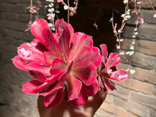 Load image into Gallery viewer, 【PICKUP ONLY】 Set C (rooted with pot) | 组合C (已服盆)