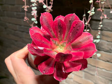 Load image into Gallery viewer, 【PICKUP ONLY】 Set C (rooted with pot) | 组合C (已服盆)