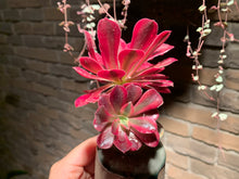 Load image into Gallery viewer, 【PICKUP ONLY】 Set C (rooted with pot) | 组合C (已服盆)