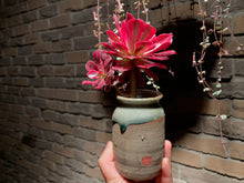 Load image into Gallery viewer, 【PICKUP ONLY】 Set C (rooted with pot) | 组合C (已服盆)