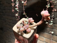 Load image into Gallery viewer, 【PICKUP ONLY】 Set C (rooted with pot) | 组合C (已服盆)