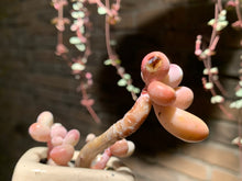 Load image into Gallery viewer, 【PICKUP ONLY】 Set C (rooted with pot) | 组合C (已服盆)