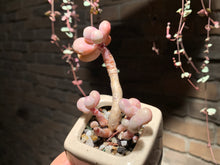 Load image into Gallery viewer, 【PICKUP ONLY】 Set C (rooted with pot) | 组合C (已服盆)