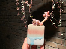 Load image into Gallery viewer, 【PICKUP ONLY】 Set C (rooted with pot) | 组合C (已服盆)