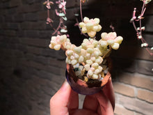 Load image into Gallery viewer, 【PICKUP ONLY】 Set C (rooted with pot) | 组合C (已服盆)