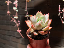 Load image into Gallery viewer, 【PICKUP ONLY】 Set C (rooted with pot) | 组合C (已服盆)