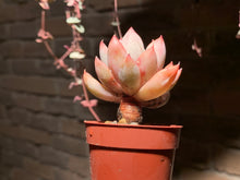 Load image into Gallery viewer, 【PICKUP ONLY】 Set C (rooted with pot) | 组合C (已服盆)