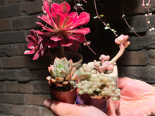 Load image into Gallery viewer, 【PICKUP ONLY】 Set C (rooted with pot) | 组合C (已服盆)