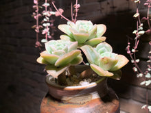 Load image into Gallery viewer, 【PICKUP ONLY】 Set D (rooted with pot) | 组合D (已服盆)