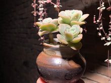 Load image into Gallery viewer, 【PICKUP ONLY】 Set D (rooted with pot) | 组合D (已服盆)